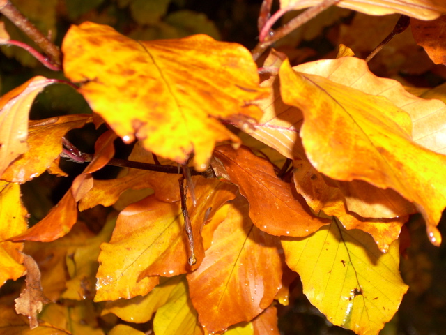 Wald.JPG